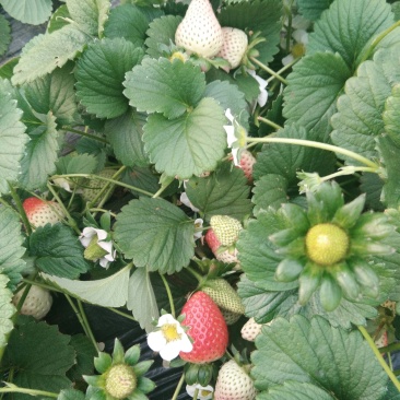 赛娃草莓苗:四季草莓苗:草莓苗新品种:四季都在结果的草莓