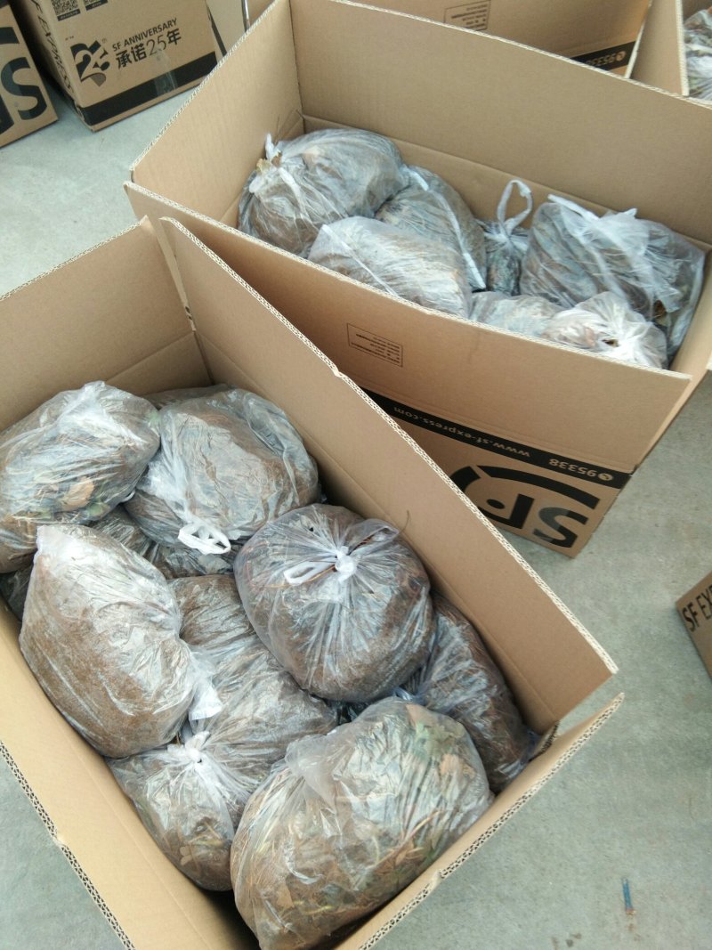 赛娃草莓苗:四季草莓苗:草莓苗新品种:四季都在结果的草莓