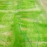 花洲锦鲤，渔场直销。秋翠孔雀各品种水花鱼苗大量订购中。