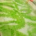 花洲锦鲤，渔场直销。秋翠孔雀各品种水花鱼苗大量订购中。
