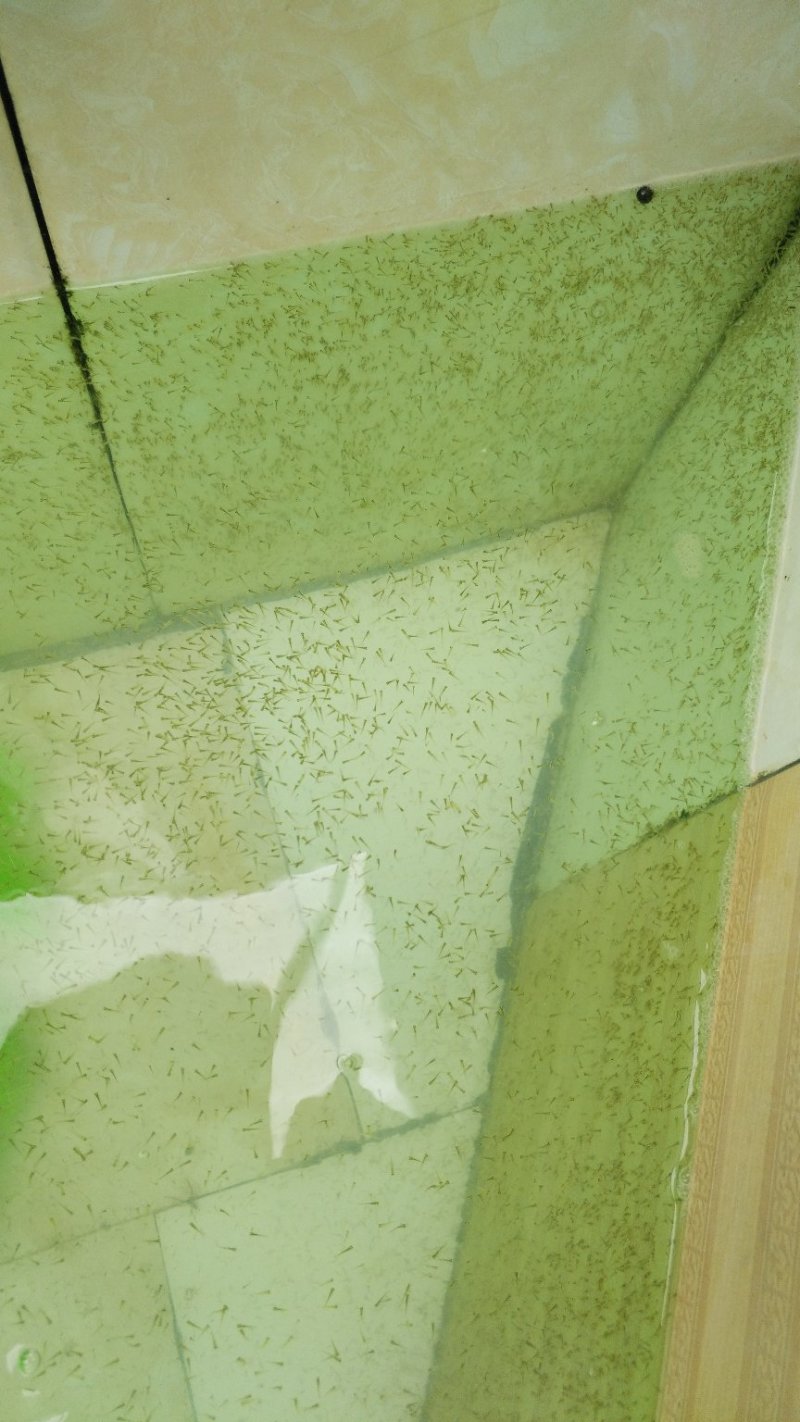 花洲锦鲤，渔场直销。秋翠孔雀各品种水花鱼苗大量订购中。