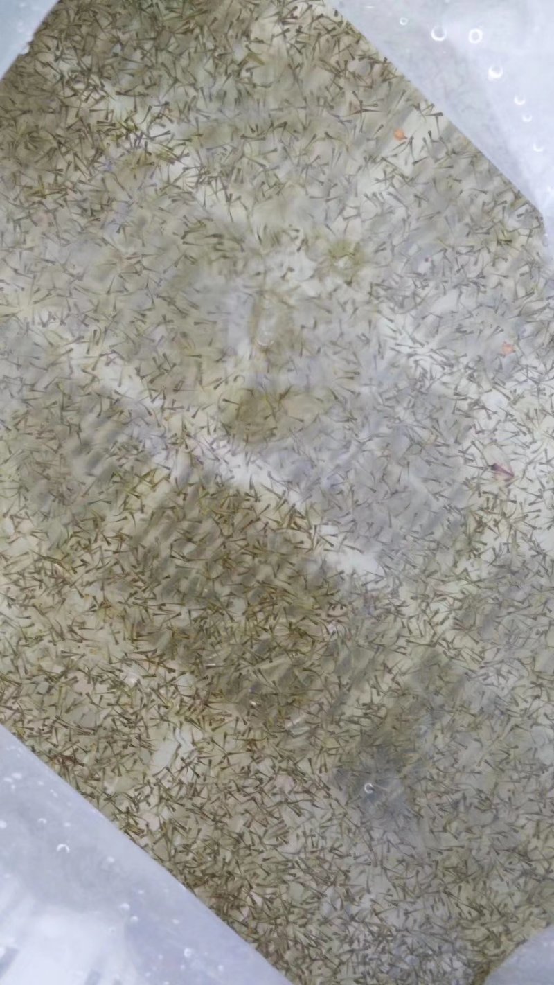 花洲锦鲤，渔场直销。秋翠孔雀各品种水花鱼苗大量订购中。