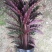 精品180#紫背波浪竹芋盆栽基地直销