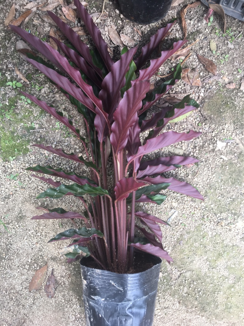 精品180#紫背波浪竹芋盆栽基地直销
