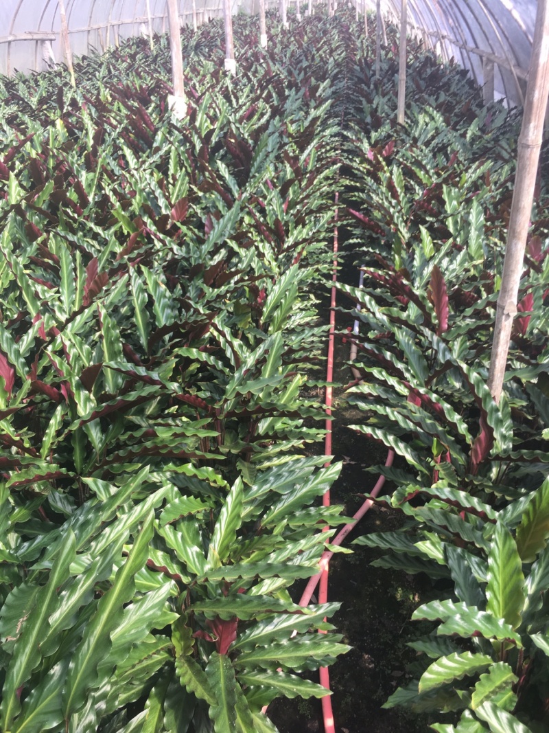 精品180#紫背波浪竹芋盆栽基地直销