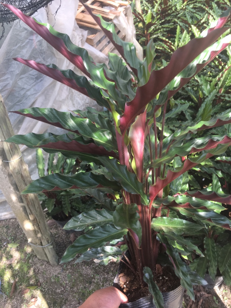 精品180#紫背波浪竹芋盆栽基地直销