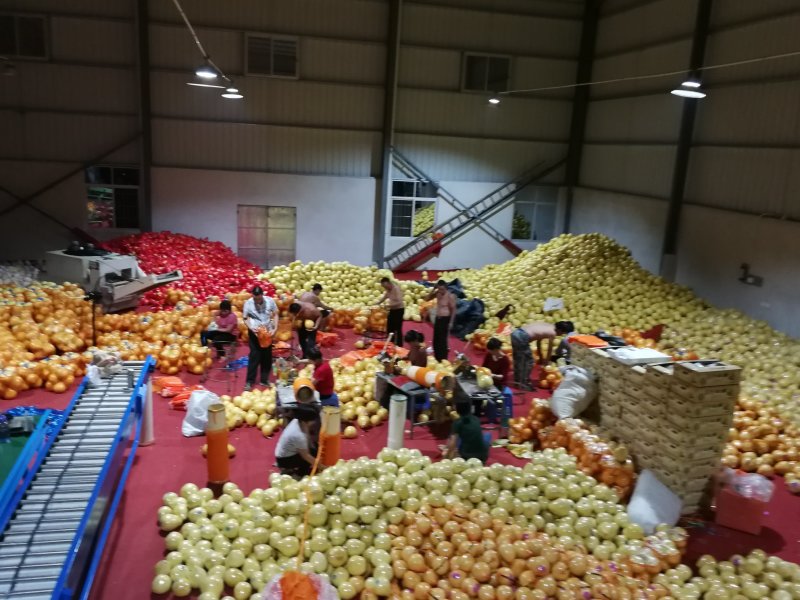 福建平和琯溪蜜柚红心蜜柚红肉蜜柚支持一件代发