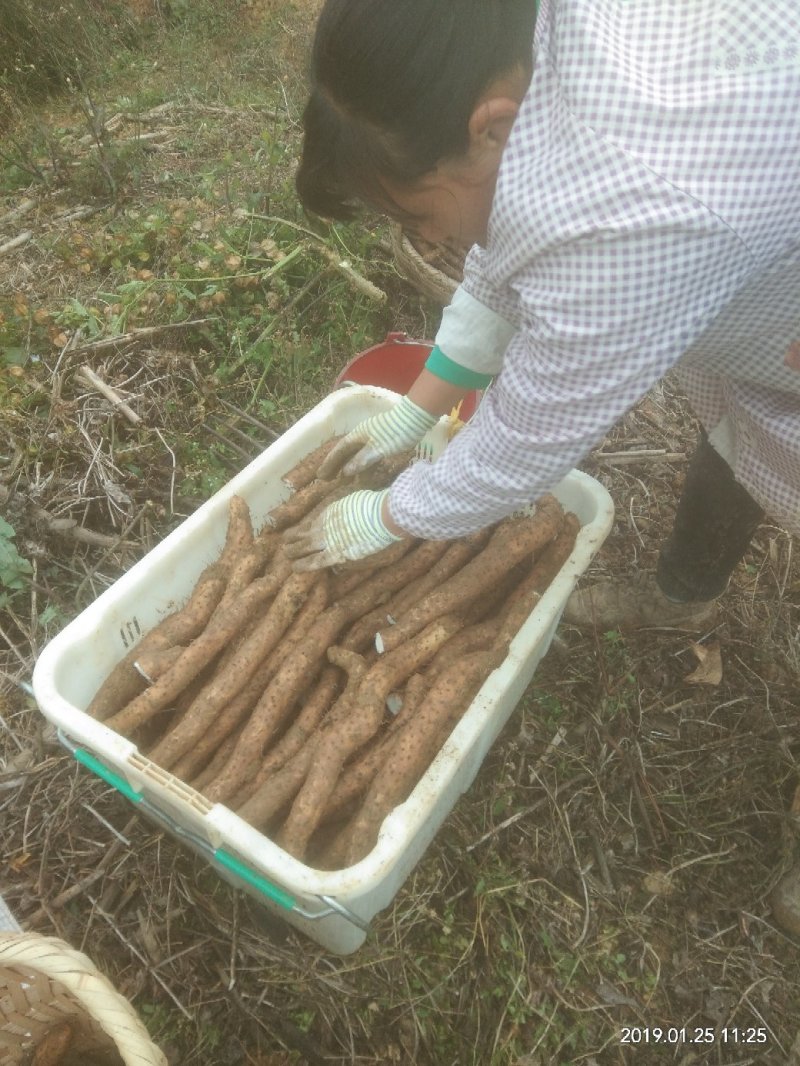 源生态种植的山药口感品质都很好