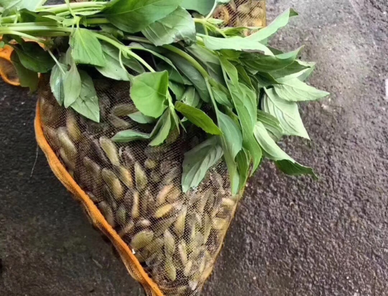 薄壳海瓜子