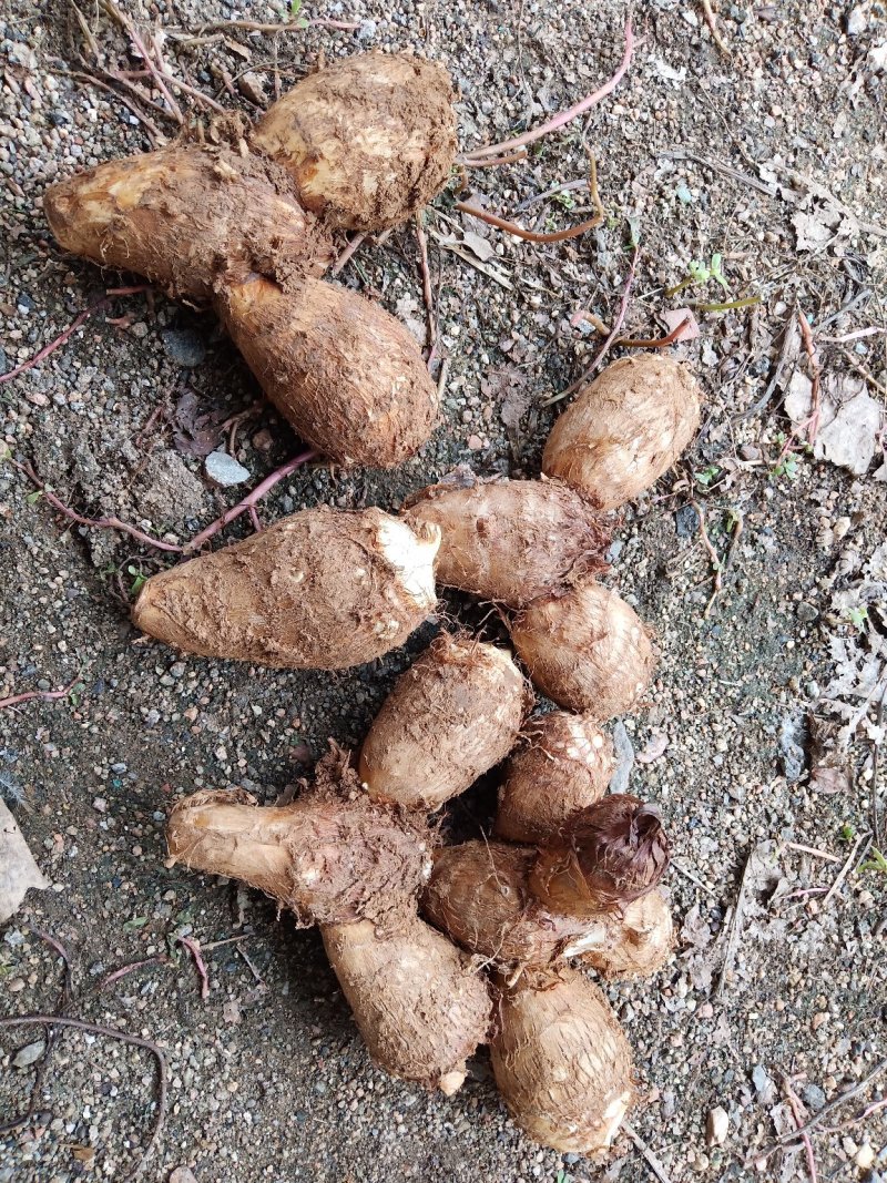 安丘大棚，沙土地露天毛芋头大量上市，皮毛好看口感好