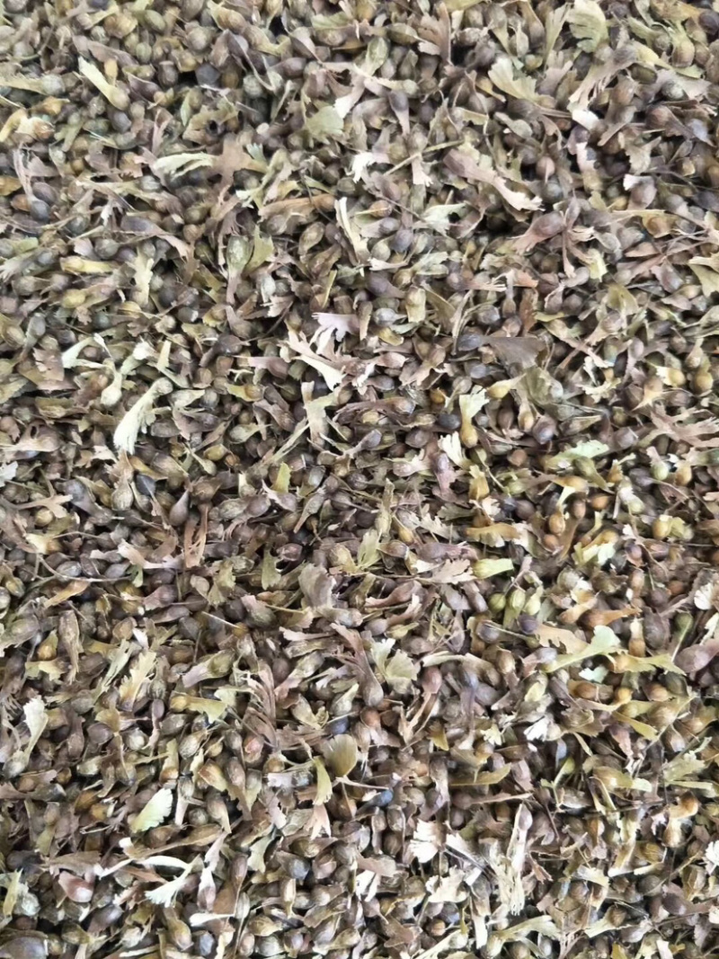 优质鸡爪槭种子当年采摘新种子发芽率高