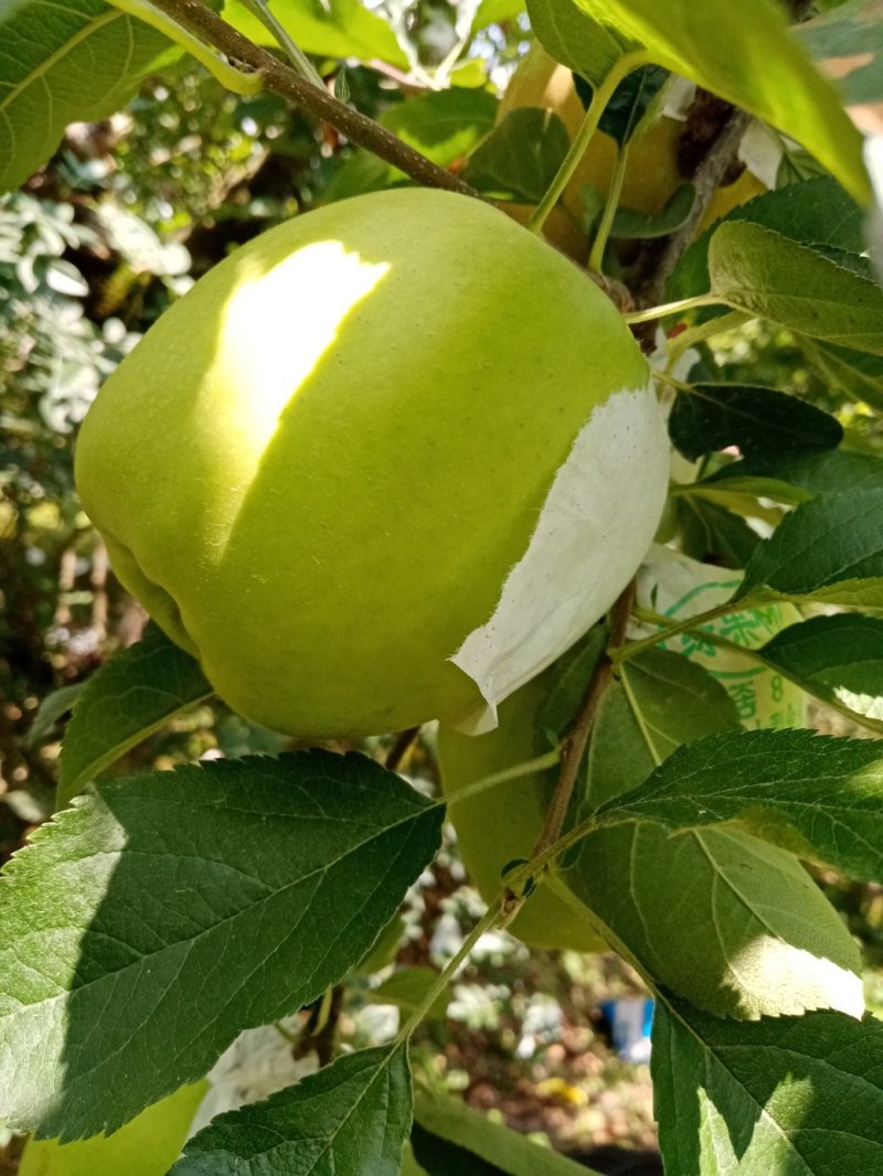 青苹果，颜色鲜艳无果锈，个大汁多。货源充足。