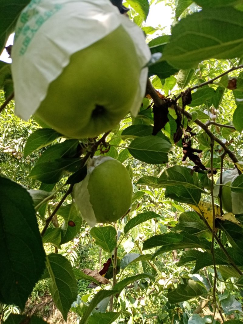 青苹果，颜色鲜艳无果锈，个大汁多。货源充足。