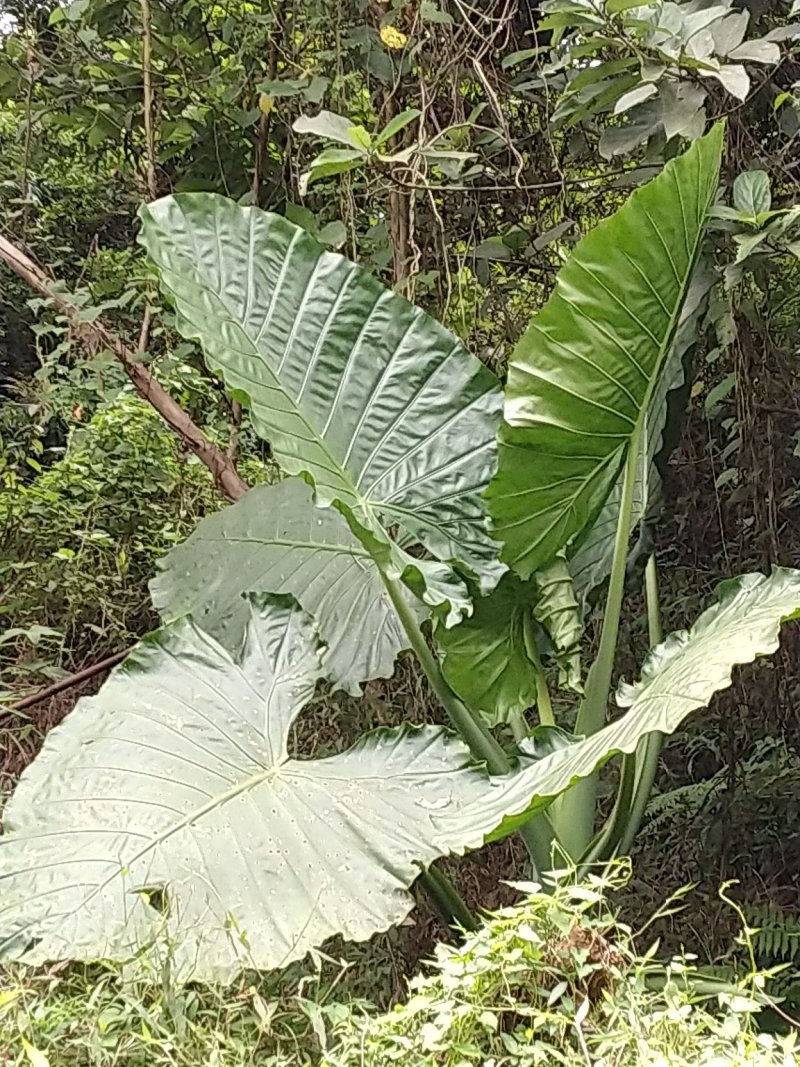 野芋