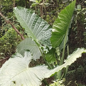 野芋