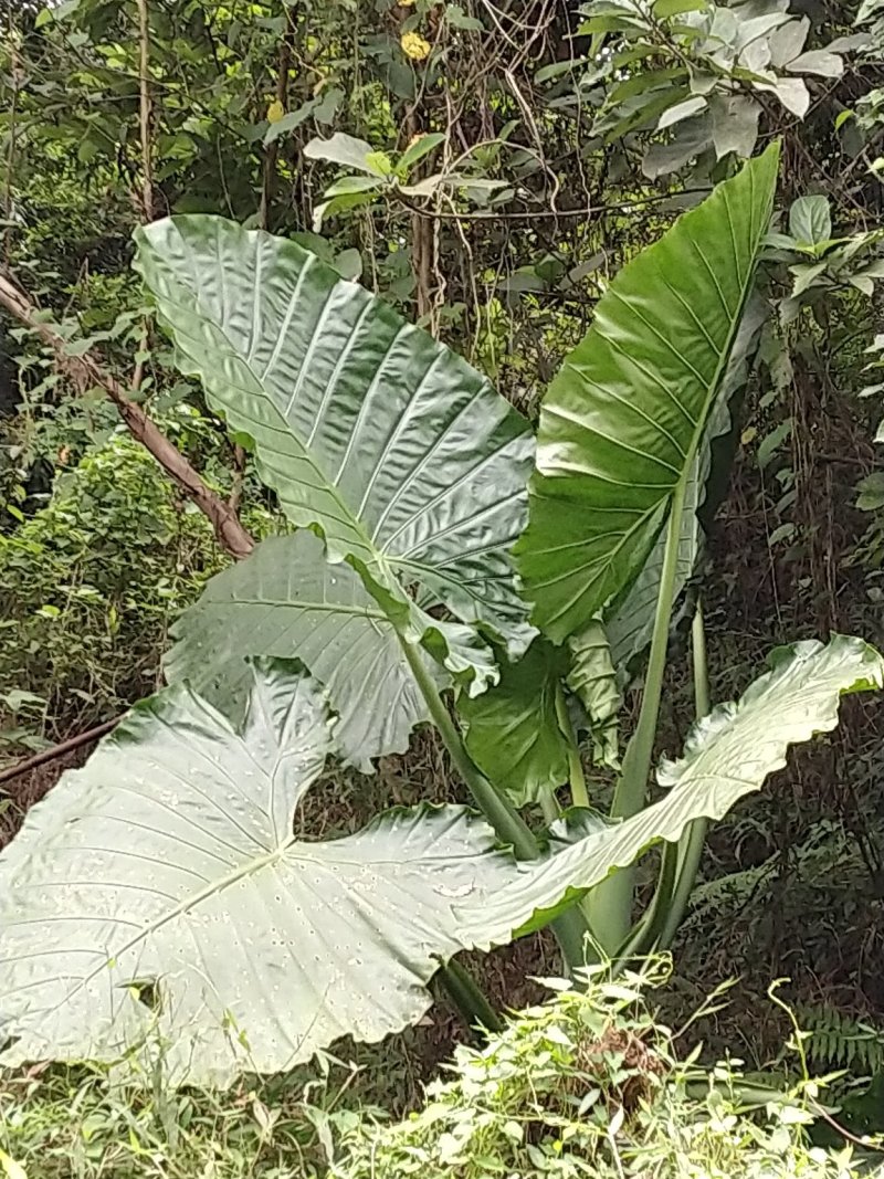 野芋