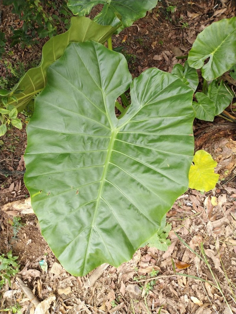 野芋