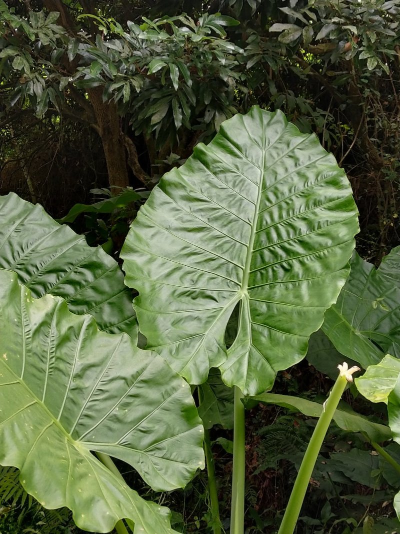 野芋