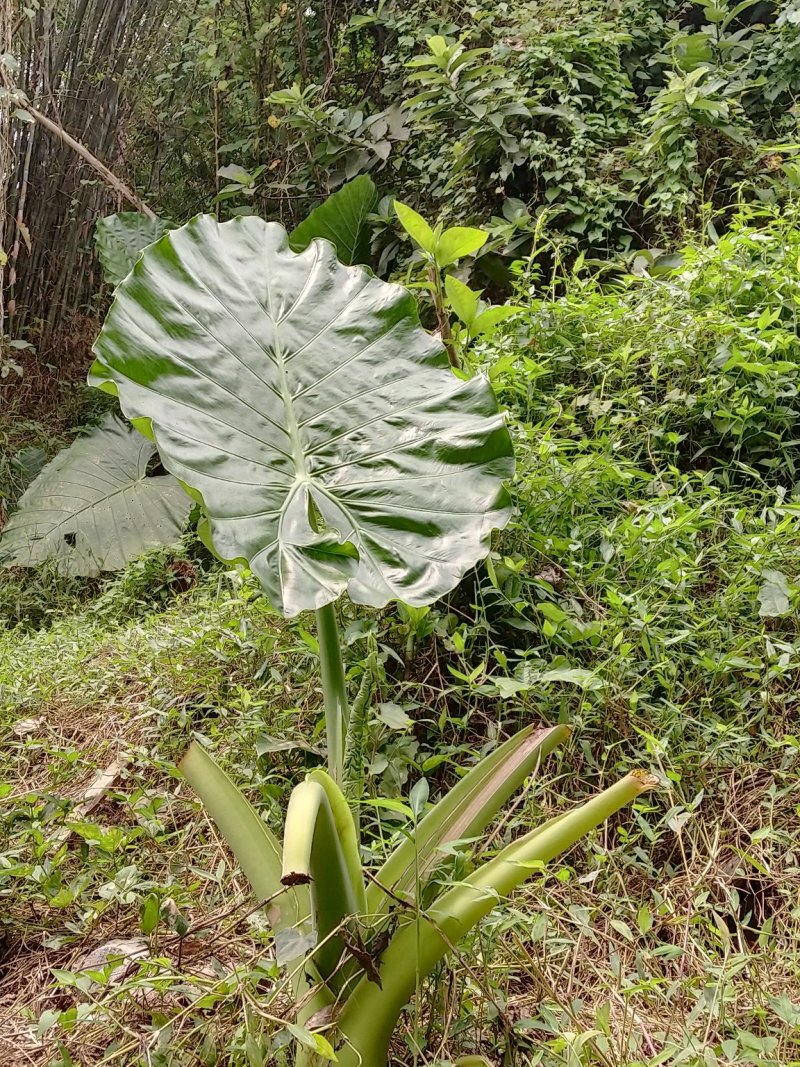 野芋