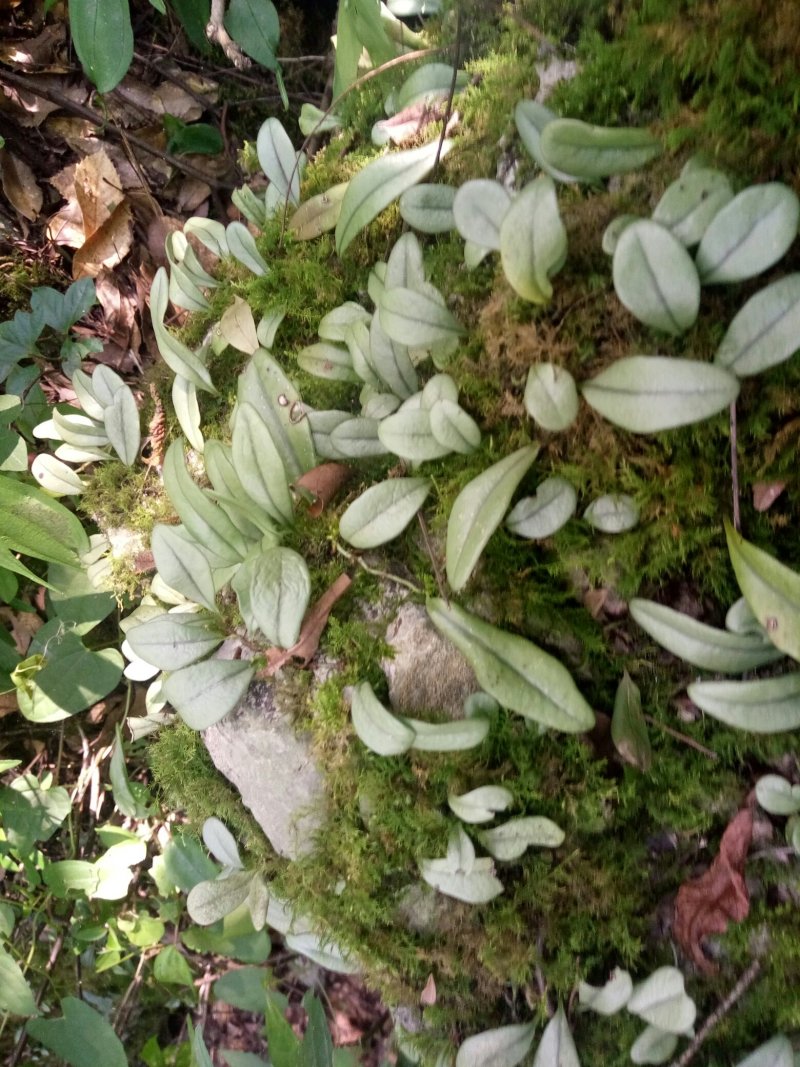 {云南}大山里抱石莲，鲜货供应