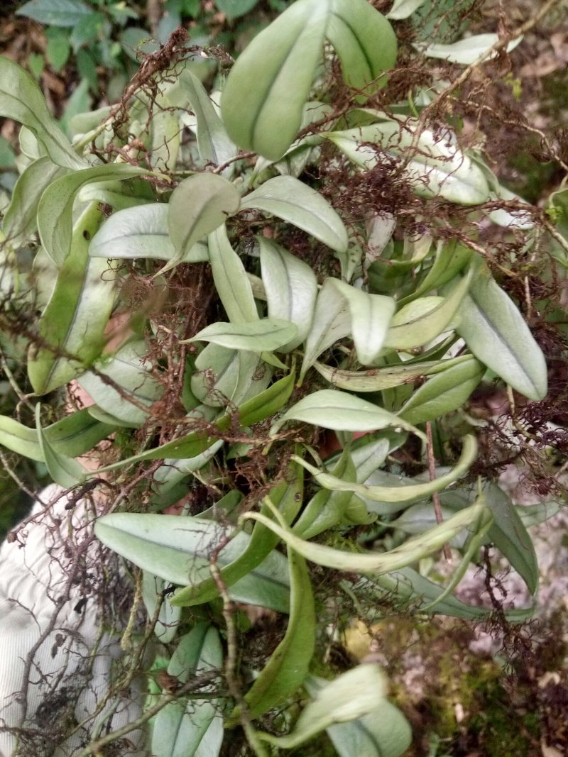 {云南}大山里抱石莲，鲜货供应