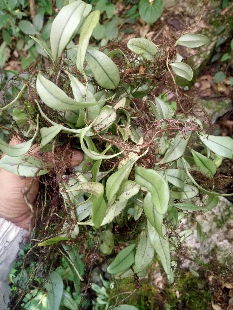 {云南}大山里抱石莲，鲜货供应