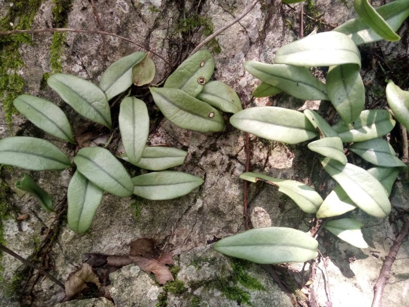 {云南}大山里抱石莲，鲜货供应