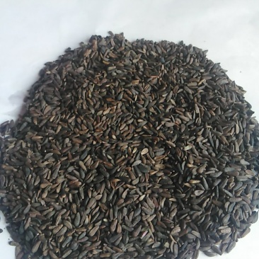 牛蒡子野生中药材秦岭大力子干品药用种植均可粒粒包满无杂质