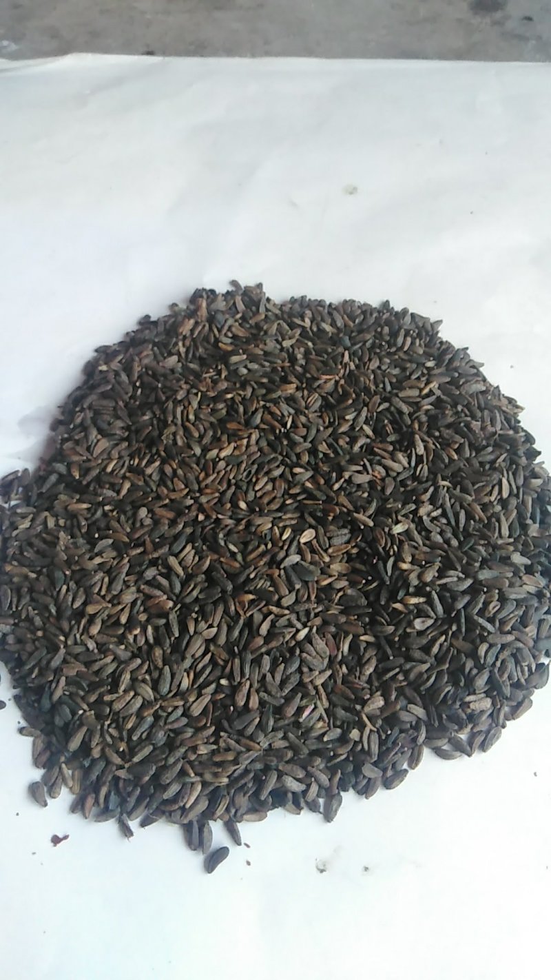 牛蒡子野生中药材秦岭大力子干品药用种植均可粒粒包满无杂质