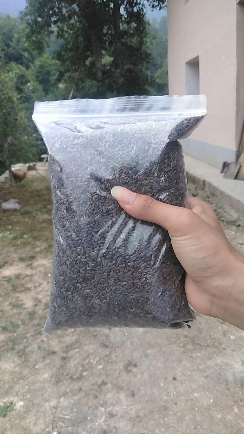 牛蒡子野生中药材秦岭大力子干品药用种植均可粒粒包满无杂质