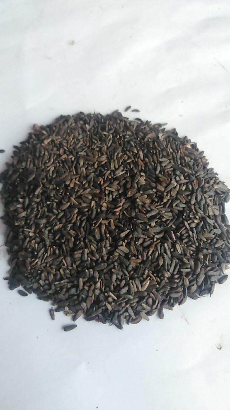 牛蒡子野生中药材秦岭大力子干品药用种植均可粒粒包满无杂质