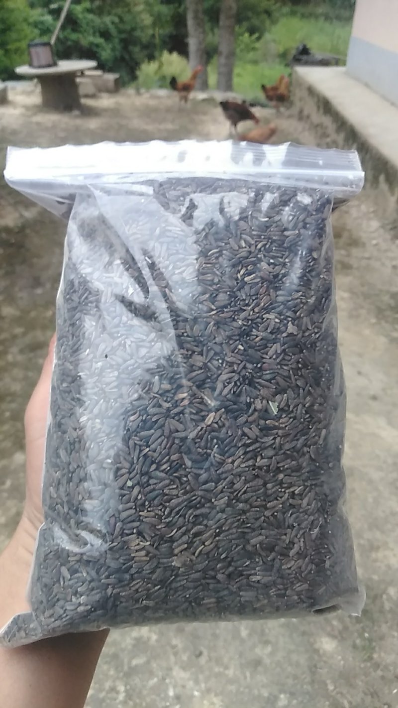 牛蒡子野生中药材秦岭大力子干品药用种植均可粒粒包满无杂质