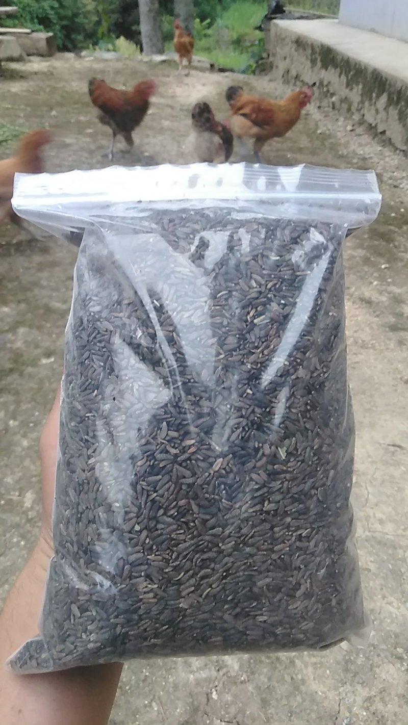 牛蒡子野生中药材秦岭大力子干品药用种植均可粒粒包满无杂质
