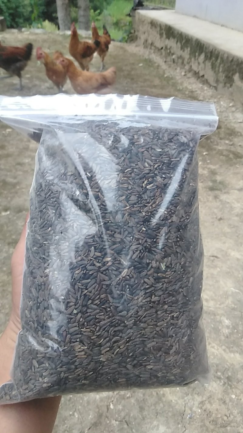 牛蒡子野生中药材秦岭大力子干品药用种植均可粒粒包满无杂质