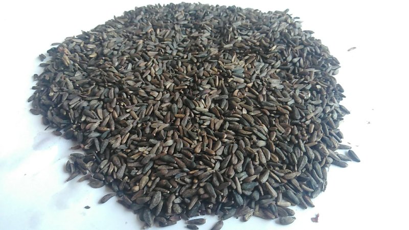 牛蒡子野生中药材秦岭大力子干品药用种植均可粒粒包满无杂质