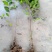 圣丰6钙果苗钙果树苗基地直供现在种植明年挂果，