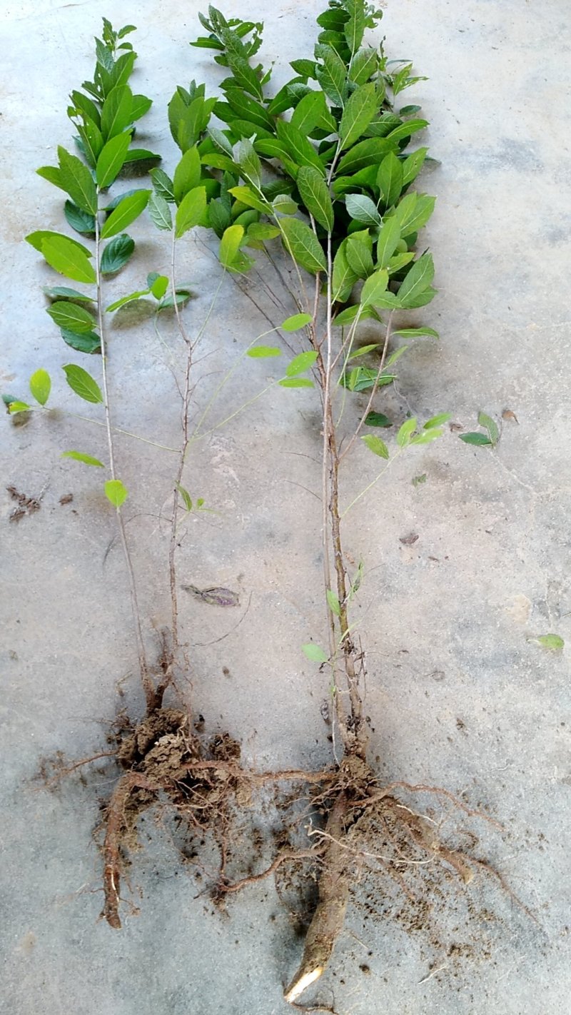 圣丰6钙果苗钙果树苗基地直供现在种植明年挂果，