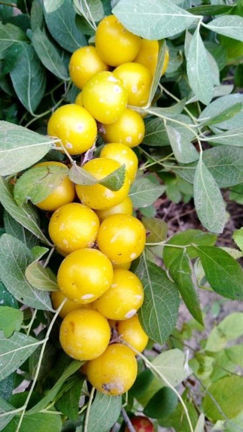 圣丰6钙果苗钙果树苗基地直供现在种植明年挂果，