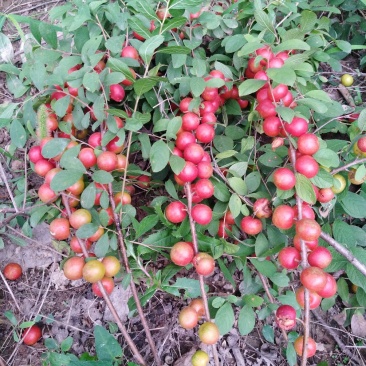 圣丰6钙果苗钙果树苗基地直供现在种植明年挂果，
