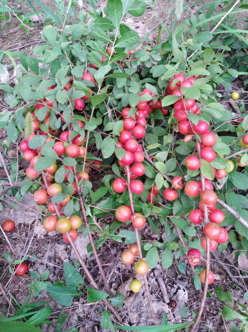 圣丰6钙果苗钙果树苗基地直供现在种植明年挂果，