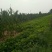 白玉山药产地大名县马牧地村