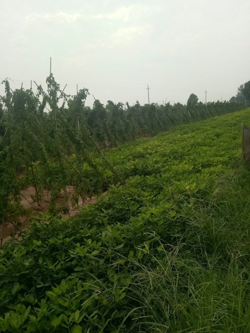 白玉山药产地大名县马牧地村