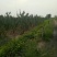 白玉山药产地大名县马牧地村