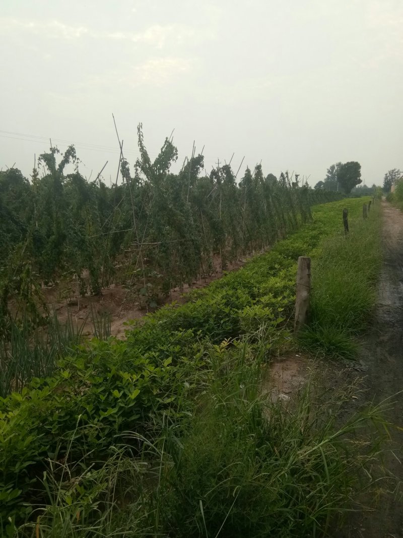 白玉山药产地大名县马牧地村