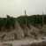 白玉山药产地大名县马牧地村