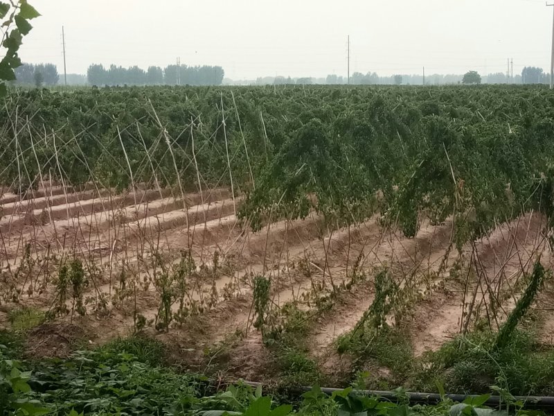 白玉山药产地大名县马牧地村