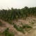 白玉山药产地大名县马牧地村