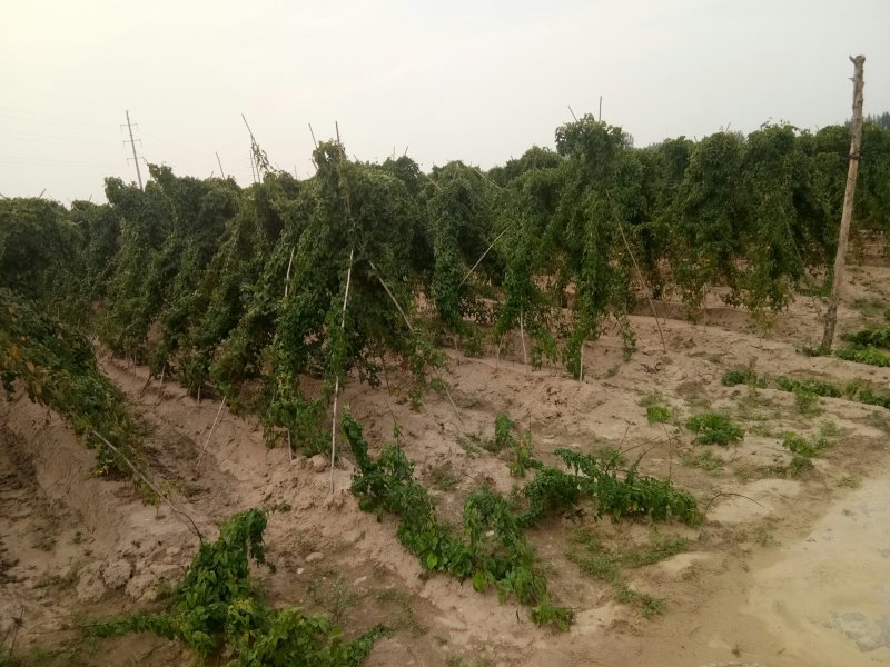 白玉山药产地大名县马牧地村