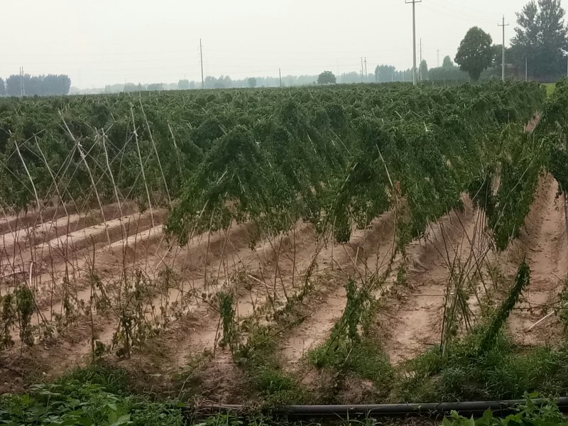 白玉山药产地大名县马牧地村