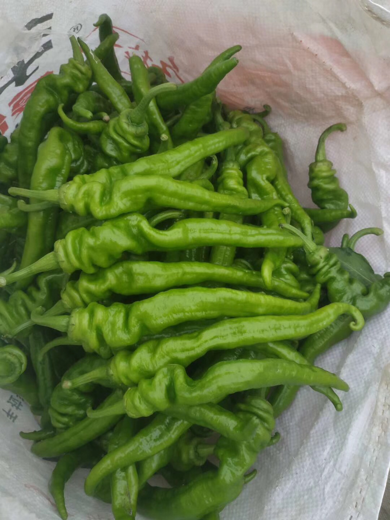 薄皮椒，大棚种植，毛皮非常靓